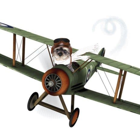 The Aviator Schnauzer Blank greeting card