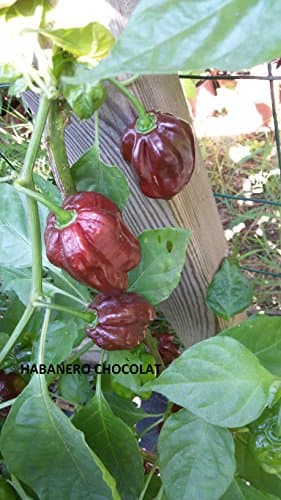 Seeds Chilli -Habanero Chocolat