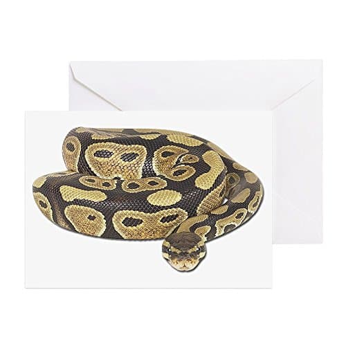 CafePress - Ball Python Photo - Greeting Card (10-pack), Note Card with Blank Inside, Birthday Card Glossy