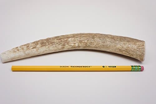 ONE (1) Premium Elk Antler Chew Bone for Medium to Large Dogs, 8" - 10" Long, elk Antler chew for Medium to Large Dogs up to 60 pounds, Antler Dog Horn