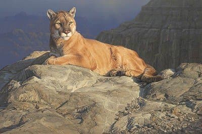 The Collection Shop Daniel Smith Fleeting Sun Canvas