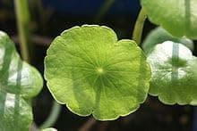 Greenursery Water Pennywort Indoor Plant For Home and Garden (Pack of 1 with Self Watering Pot)