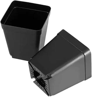 Blue Aparajita Live Plant Pack Of-1 (Original Variety Blue Color) Healthy Plant With-1 Pot (Aprajita Plant)