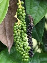 Creative Farmer Live Plant Black Pepper Spice (Piper Nigrum) Easy To Maintain Garden (1 Live …Spice Plant)
