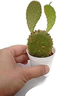 Creative Farmer Gardening Plants For Home Garden Bunny Cactus Lucky Live Plant (Healthy Plant)