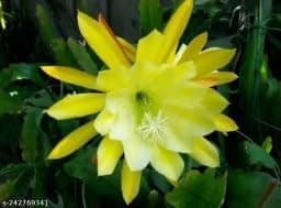 Cloud Farm Rare Brahma Kamal, Queen of Night | Saussurea Obvallata Live Plant,Pack of 1 CF_01