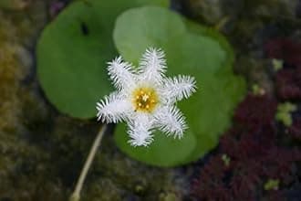 Floating Plants for Water Gardens and Ponds (Water Snowflake)