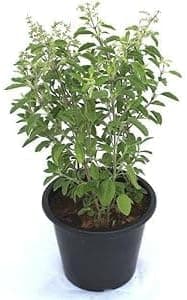 Ayurvedic Tulsi Live Plant With Pot - Holy Basil for Home Garden and Pooja - Krishna Tulsi, Green (TULSI PLANT)