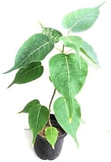 Baisakhi Nursery Peepal Plant (Ashwath Tree) with Grow Bag, Live Indoor Plant