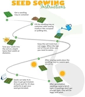 Pepper Carolina Reaper