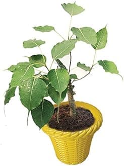 Ficus religiosa/Peepal Live Plant