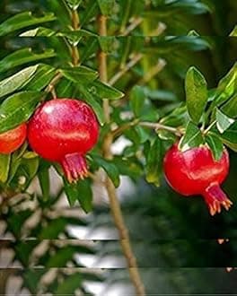 1 ANAR FRUIT PLANT HYBRID ORGANIC GRAFTING OUTDOOR GARDEN LIVE SWEET TREE
