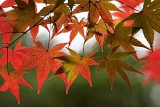 Bonsai Tree Grow Kit | Japanese Maple | White Design | The Jonsteen Company