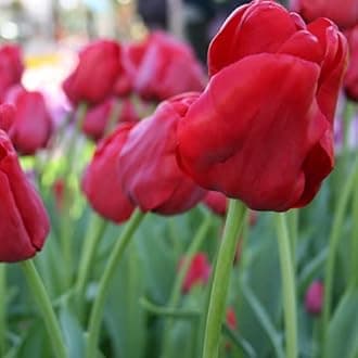 Votaniki Escape Triumph Tulip Bulbs – Pre-Chilled Since Fall for Faster Blooms | Vibrant Red Flowers, Long-Lasting & Easy to Grow | Premium Perennials for Spring Gardens & Indoor Forcing (100 Pack)