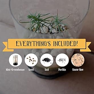 Bonsai Tree | Ginkgo Tree | Seed Grow Kit | The Jonsteen Company