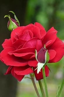 Gebdinsh Garden® Imported Rose Red Color Flower Seeds For Gardening | Pack Of 50 to 60 Seeds