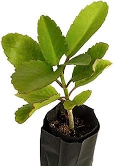 Live Patharchatta Ranakalli Ranapla Kalanchoe Pinnata Koppat Plant I