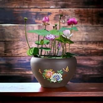 Rainbow Lotus Seeds for Planting in Water - Dwarf Germination Mix Flower Seeds, 15 Seeds for Vibrant Rainbow Lotus Plant Blooms in Ponds or Garden