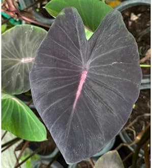 Indian gardens - Colocasia | Elephant Ear | Indoor Live Plant | Home decor (Colocasia Violet Fantastic)