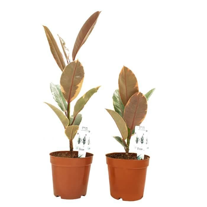 Spring Rose Souq Ficus Ruby - S2 10 X 10 X 10 Cm Multicolour