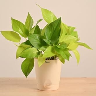 Ugaoo Golden Money Plant Indoor with Krish self watering pot (Ivory, Medium)