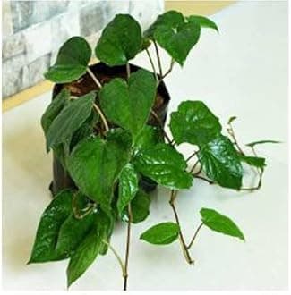 Betal Leaf Herb Indoor & Outdoor Plant with Plastic Bag (Pack of 1) (FG_3319)