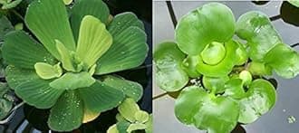 - 2 Water Lettuce + 2 Water Hyacinth Bundle - Floating Live Pond Plants for Outdoor Water Gardens