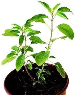 Grun Live Rama Tulsi - Holy Basil Herbal Plant