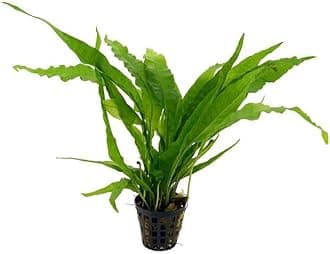 Potted Microsorum Plants - Java Fern | Live Freshwater Aquatic Plants for Aquariums and Terrariums - Low Light, Low Maintenance Plants. (Potted Microsorum Broad)