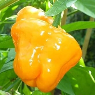 2 Yellow Jamaican Scotch Bonnet Pepper Plants Live in 4 Inc Pot, 90 Days Old Live Hot Pepper Chili Plants for Planting, Jamaican Scotch Bonnet Plant Live, Hot Pepper Plants