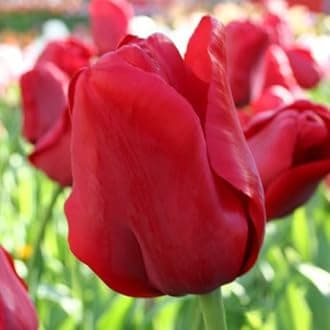 Escape Triumph Tulip Bulbs – Pre-Chilled Since Fall for Faster Blooms | Vibrant Red Flowers, Long-Lasting & Easy to Grow | Premium Perennials for Spring Gardens & Indoor Forcing (50 Pack)