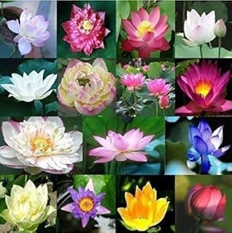 Bowl Bonsai Suitable Water Lotus Flower Seed for Aquarium Pond -20 Pieces Mix Seed