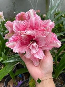 SVG® Imported Double Amaryllis Lily Flower Bulbs for Planting and Gardening, Pack Of 5 Bulbs (Light Magenta)