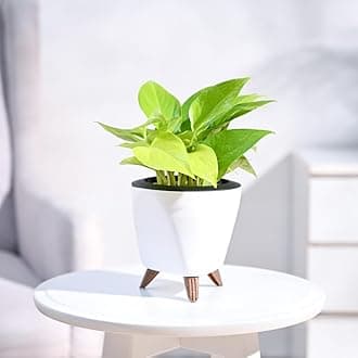 UGAOOGolden Money Plant Indoor with Lagos Self Watering Pot (White, Small)