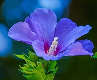 BLUE HIBISCUS FLOWER LIVE PLANT 1