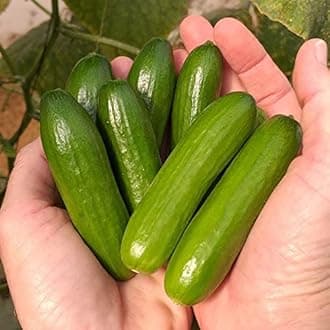 Park Seed Variety of Cucumber Seeds, Planting Cucumbers, Vegetable Seeds, Easy to Grow, Non-GMO, Perfect for Harvesting, Mini-Me F1 Organic, Pack of 10