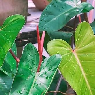 LittleJungle Philodendron Red Emerald-Live Plant with 5.5 Inches White Decor Pot | Indoor Plant For Home | Office Desk | Live Plants Indoor | Air Purifying Plant | Live Plant With Pot For Home Decor |