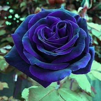 Nursery Live Rare Exotic Rose Flower Bud 1 Live Plant in Polybag - Variety : Blue Purple