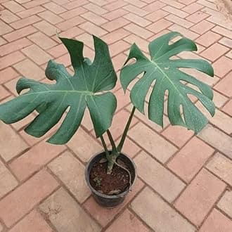 Monstera Deliciosa Big Leaves in 6 Inch Plant Natural Miniature Live home Garden Nursery Bag