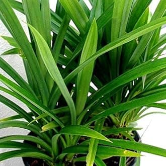Green Paradise Pandanus Amaryllifolius Plant Pandan Plant Rambha Plant Biryani leaves Plant Basmati Plant