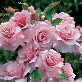 Gebdinsh Garden® Imported Rose Baby Pink Color Flower Seeds For Gardening | Pack Of 50 to 60 Seeds