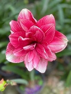 Oakwood Farms � Imported Amaryllis Lily Pink Color Flower Bulbs For Gardening (Pack Of 5 Bulbs)