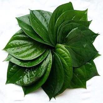 Garden Art live indoor plant (Betel Leaf)