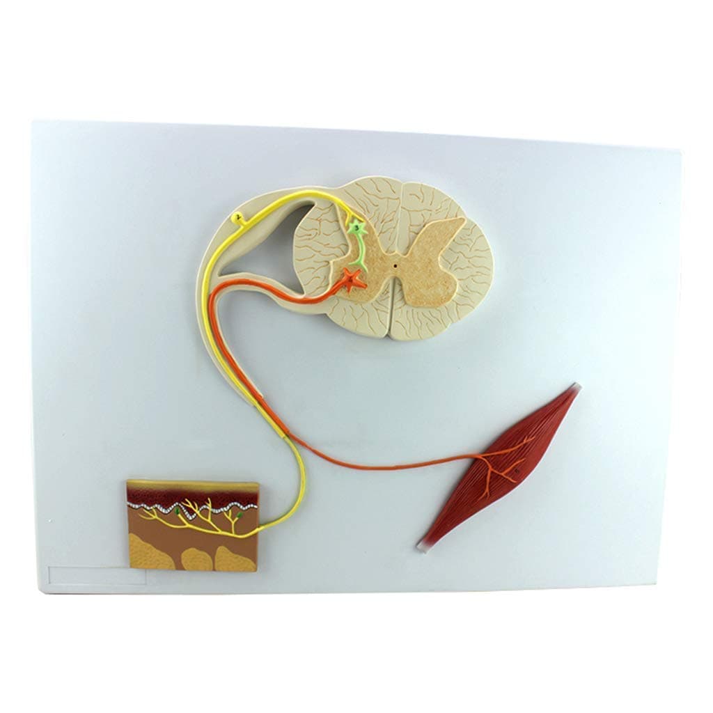 Professional Educational Model Neural Reflex Arc Model Human Anatomy Science Model - Medical Anatomical Reflex Central Nerve System Conduction Knee Reflex