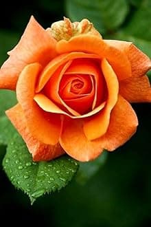 Gebdinsh Garden® Imported Rose Dark Orange Color Flower Seeds For Gardening | Pack Of 50 to 60 Seeds