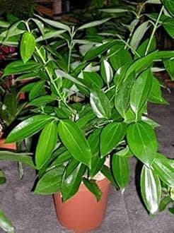 CosaCentrum Tej Patta, Tamalpatra Plant Indian Spice Bay Leaf Live Plant(Tej patta Spicy Plant) Outdoor Live Plant (Medication Live Plant) pack of 1
