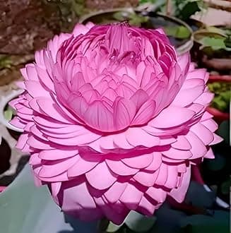 Big Hybrid Water Lily Orginal Variety Ultimated Thousand Petal Lotus Live Plant (TUBER Root) Guarante Blooming 35 Days For Outdoor & Indoor Plant(1000 Petal)