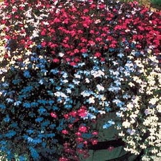 Park Seed Lobelia Flower Plant Seeds, Easy to Grow, Perfect for Spring Garden, Fountain Mix, Pack of 100