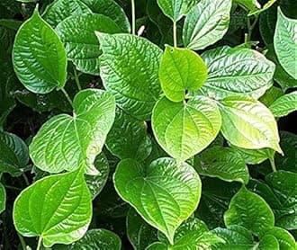 1 Vietnamese BBQ Leaf - La Lot - Wild Betal Leaf - Multiple Trunks Live Plant