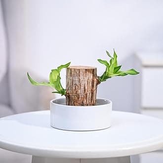 UGAOO Brazilian Wood Live Plant with Ceramic Bowl | Indoor Live Lucky Brazilian Wood Plant for Living Room, Home, Office, Table, Kitchen & Desk Decor